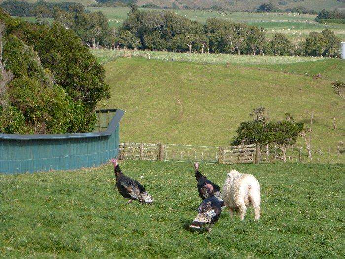 Attached picture Turkeys by the fence.jpg